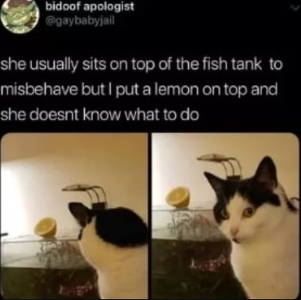 Cat hate Lemon.PNG